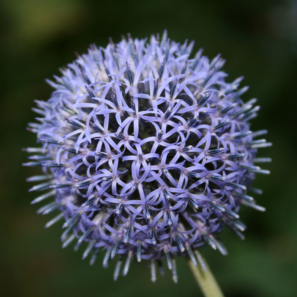 Echinops ritro - Cardo de erizo