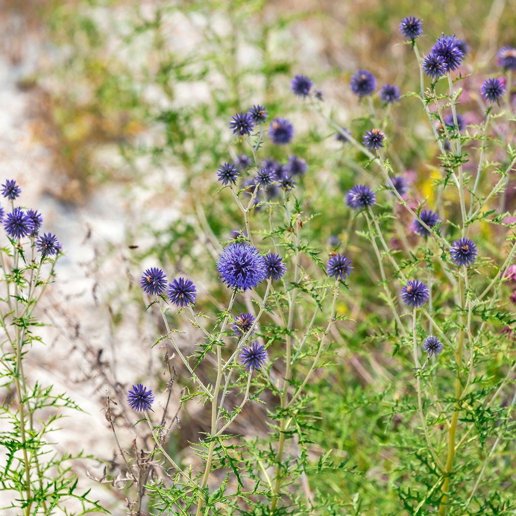 Echinops ritro - Cardo de erizo