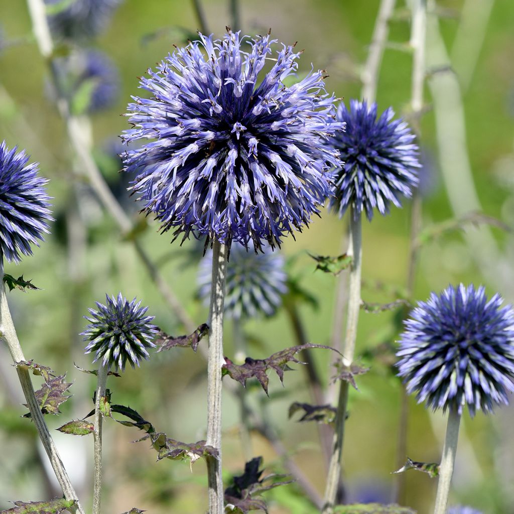 Echinops ritro - Cardo de erizo