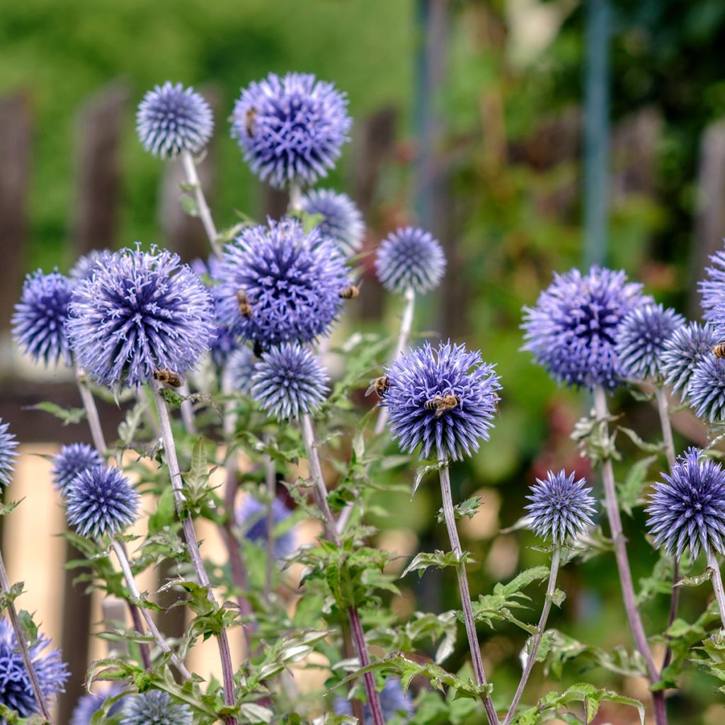 Echinops ritro - Cardo de erizo