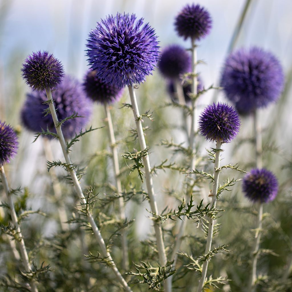 Echinops ritro - Cardo de erizo