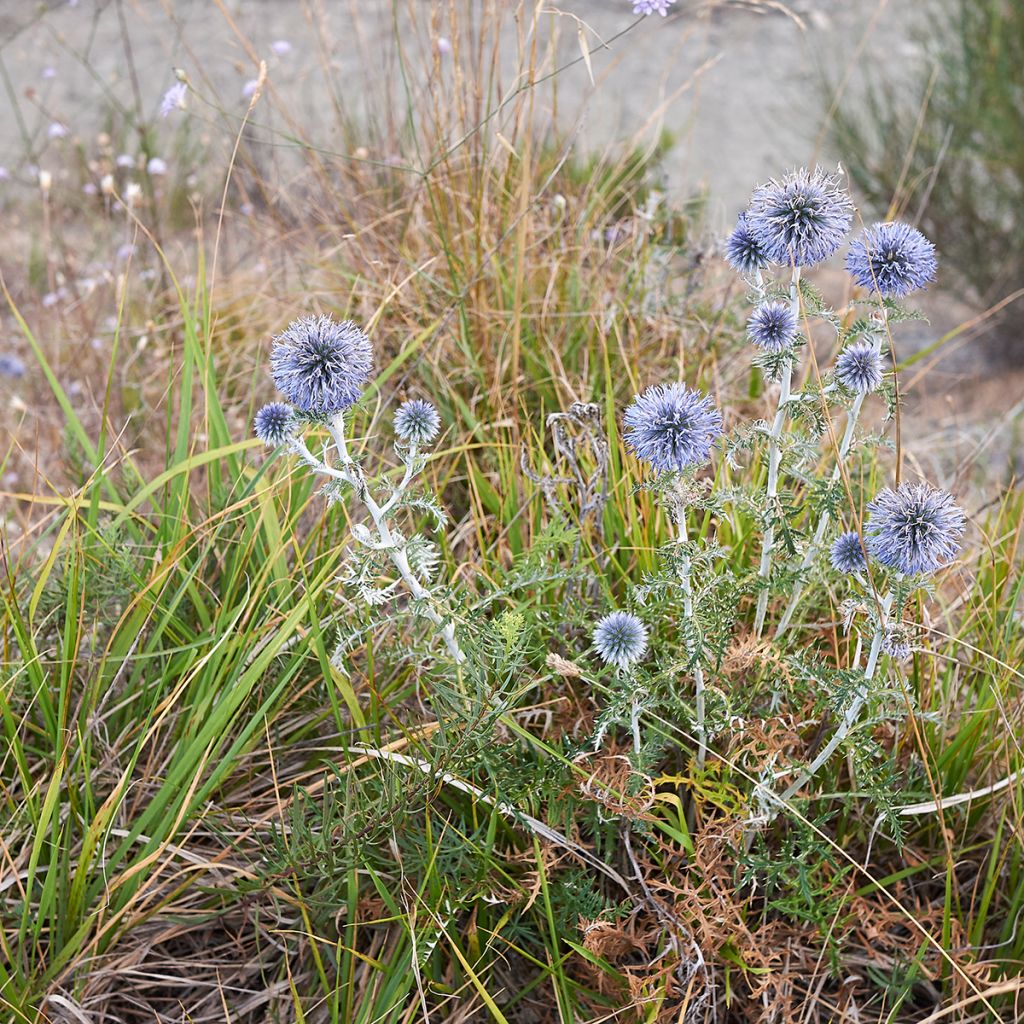 Echinops ritro - Cardo de erizo