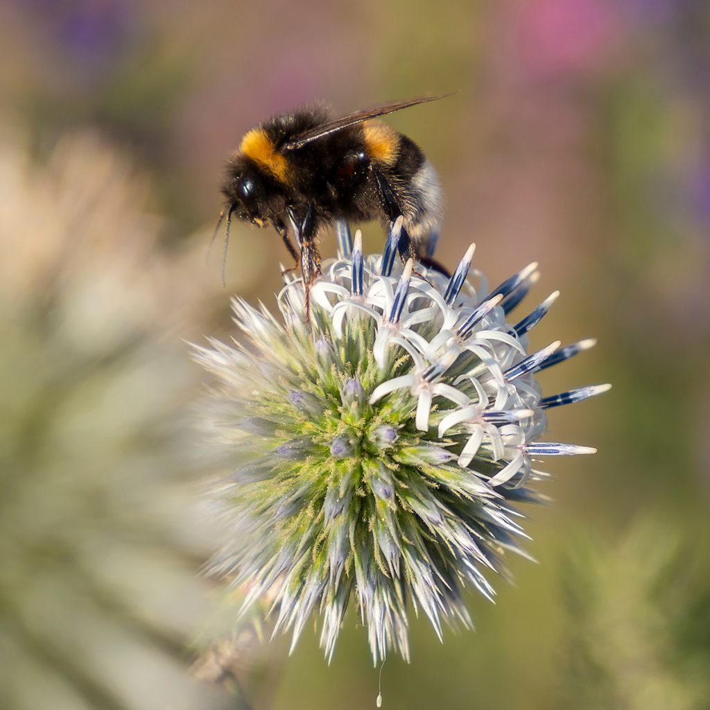 Echinops sphaerocephalum Arctic Glow - Cardo cabezón