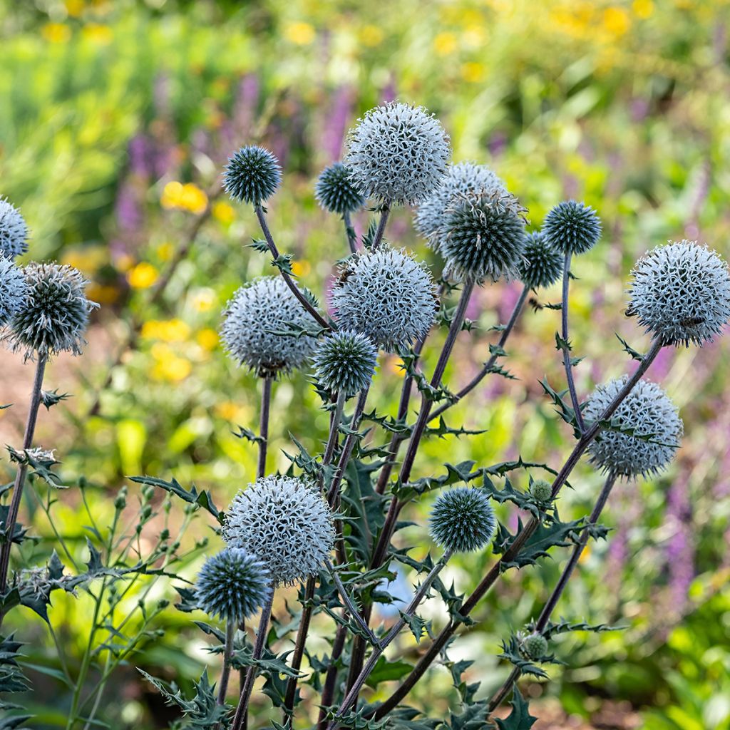 Echinops sphaerocephalum Arctic Glow - Cardo cabezón