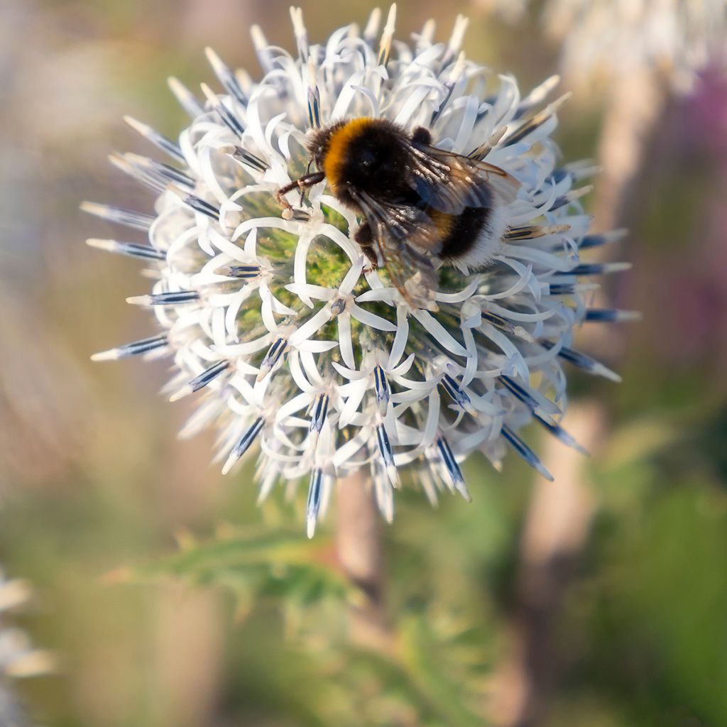 Echinops sphaerocephalum Arctic Glow - Cardo cabezón