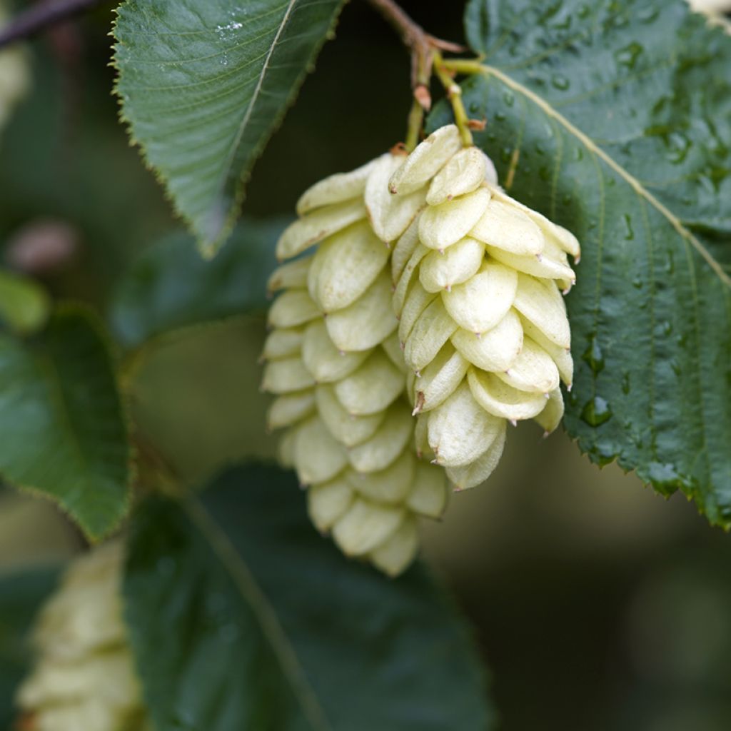 Ostrya carpinifolia - Carpe negro