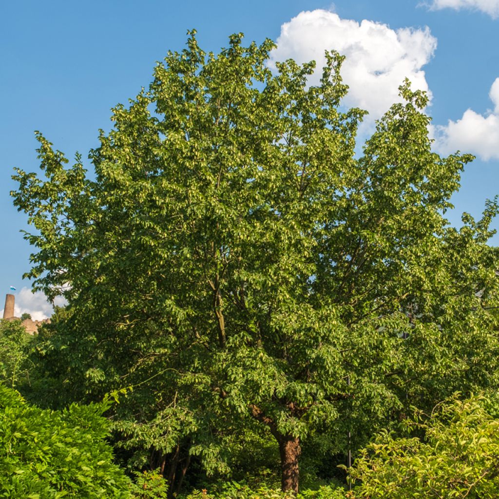 Ostrya carpinifolia - Carpe negro