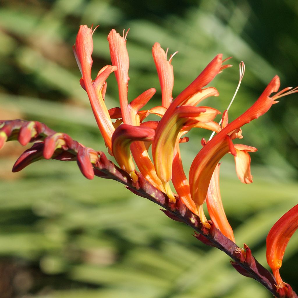 Chasmanthe floribunda