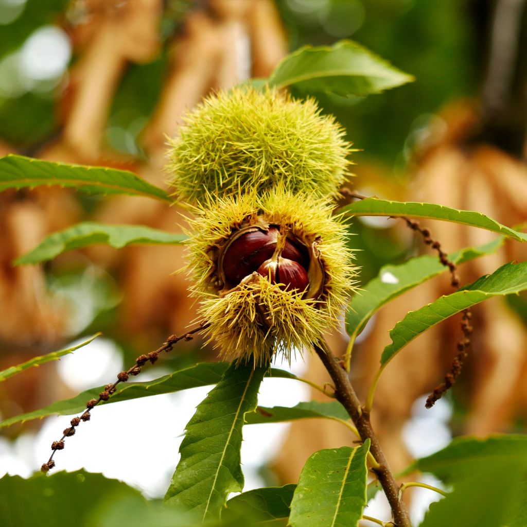 Châtaignier Maraval - Castanea sativa