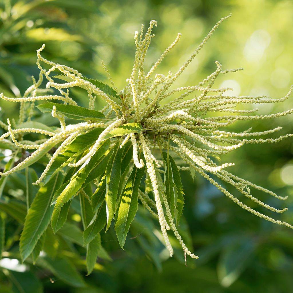 Châtaignier Maraval - Castanea sativa