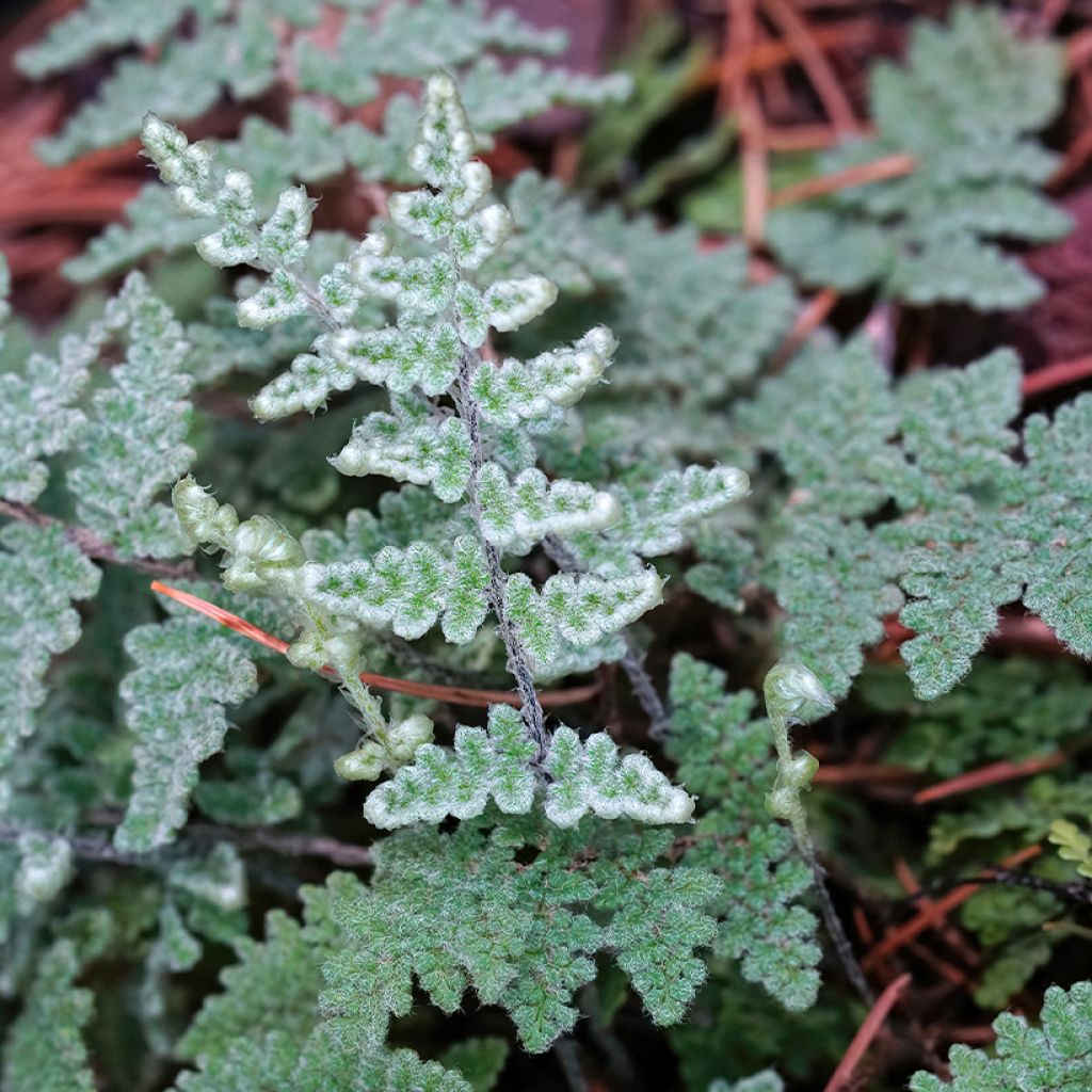 Cheilanthes lanosa Cimbra