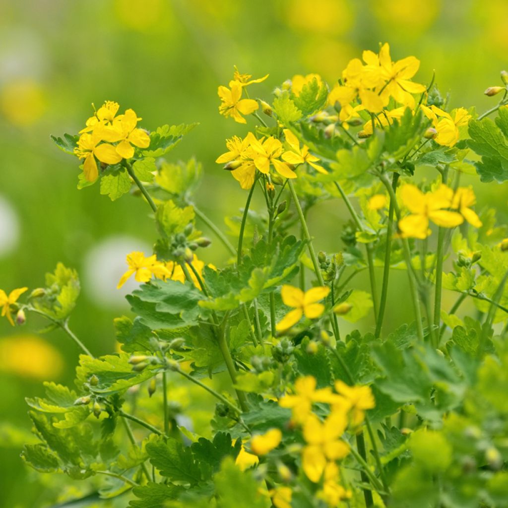 Celidonia mayor - Chelidonium majus