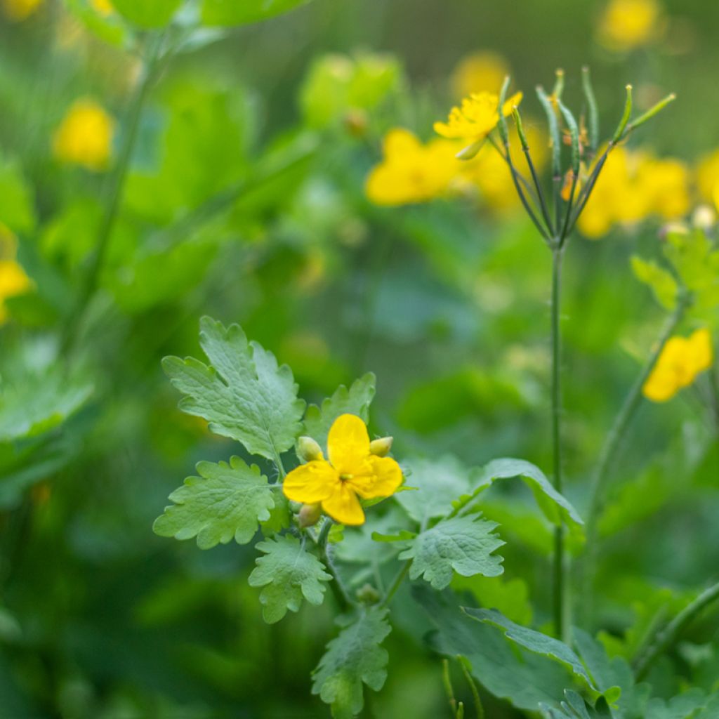 Celidonia mayor - Chelidonium majus