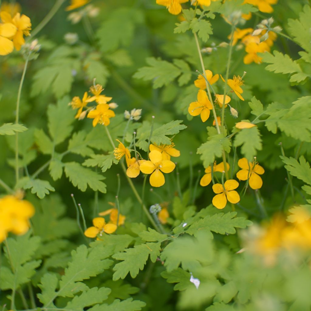 Celidonia mayor - Chelidonium majus