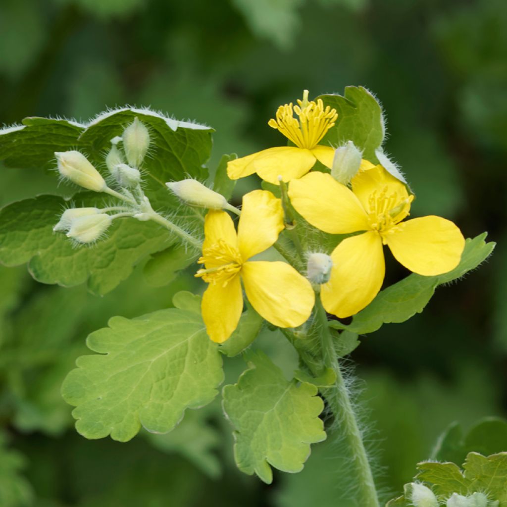 Celidonia mayor - Chelidonium majus