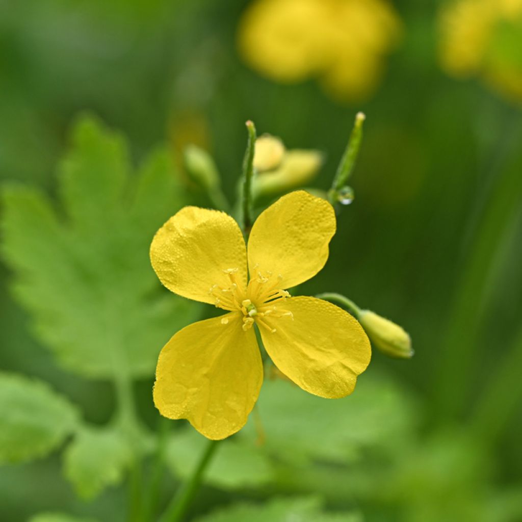 Celidonia mayor - Chelidonium majus