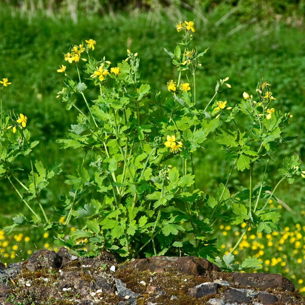 Celidonia mayor - Chelidonium majus