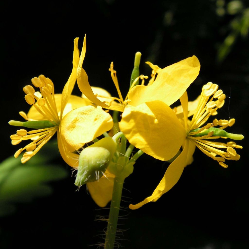 Celidonia mayor - Chelidonium majus