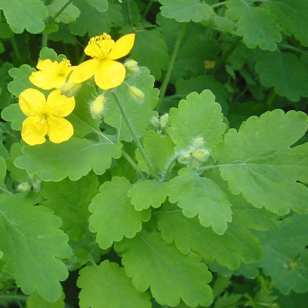 Celidonia mayor - Chelidonium majus