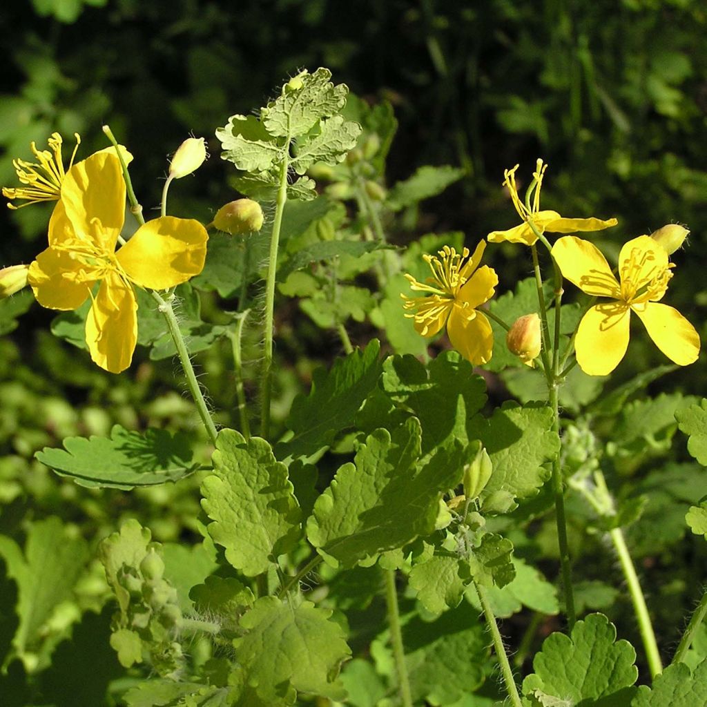 Celidonia mayor - Chelidonium majus