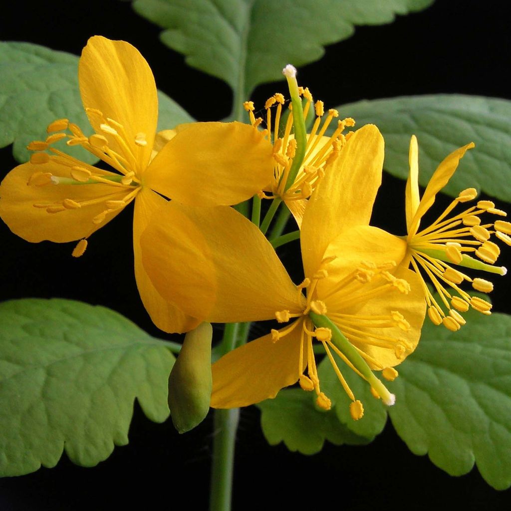 Celidonia mayor - Chelidonium majus