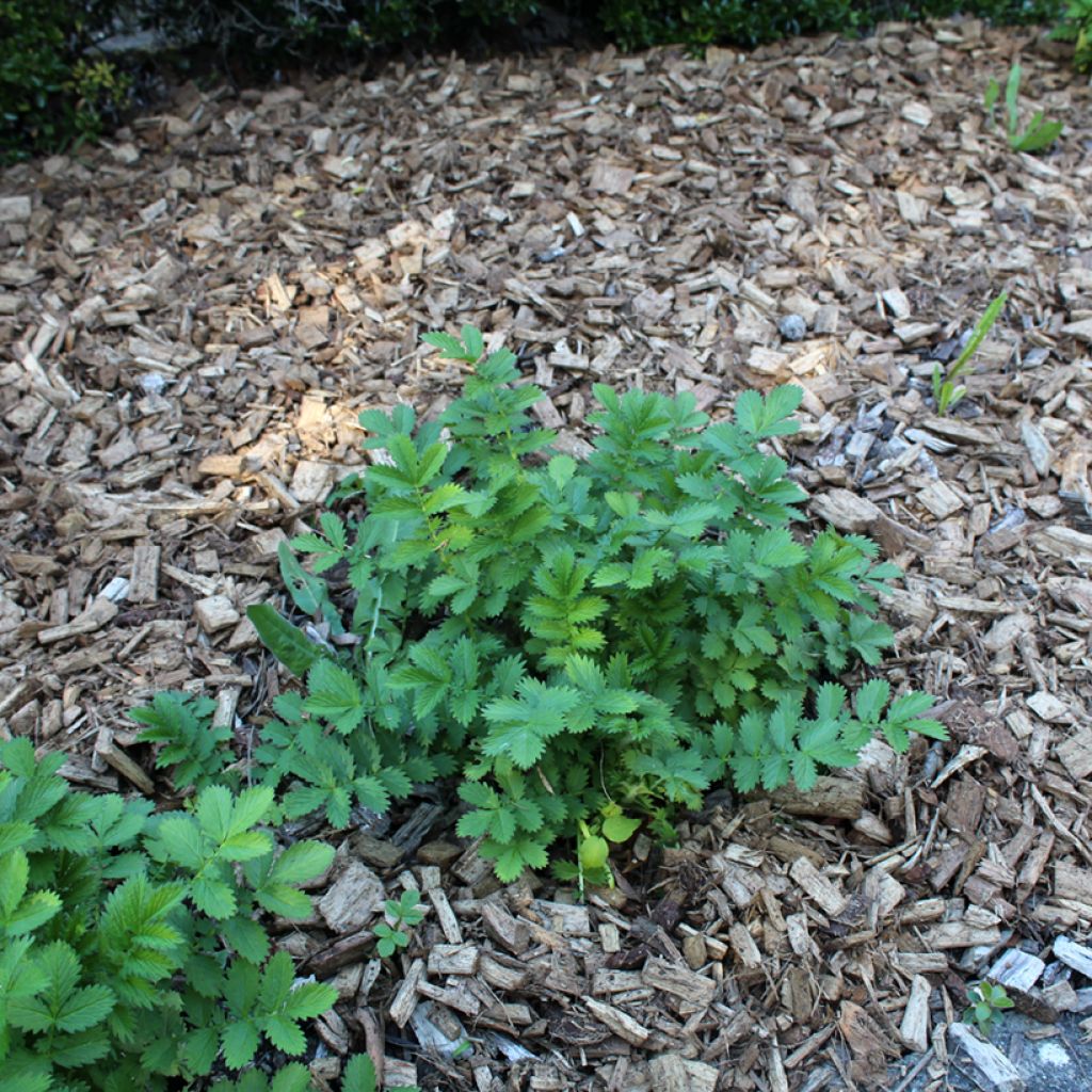 Chelidonium majus Flore Pleno - Celidonia mayor