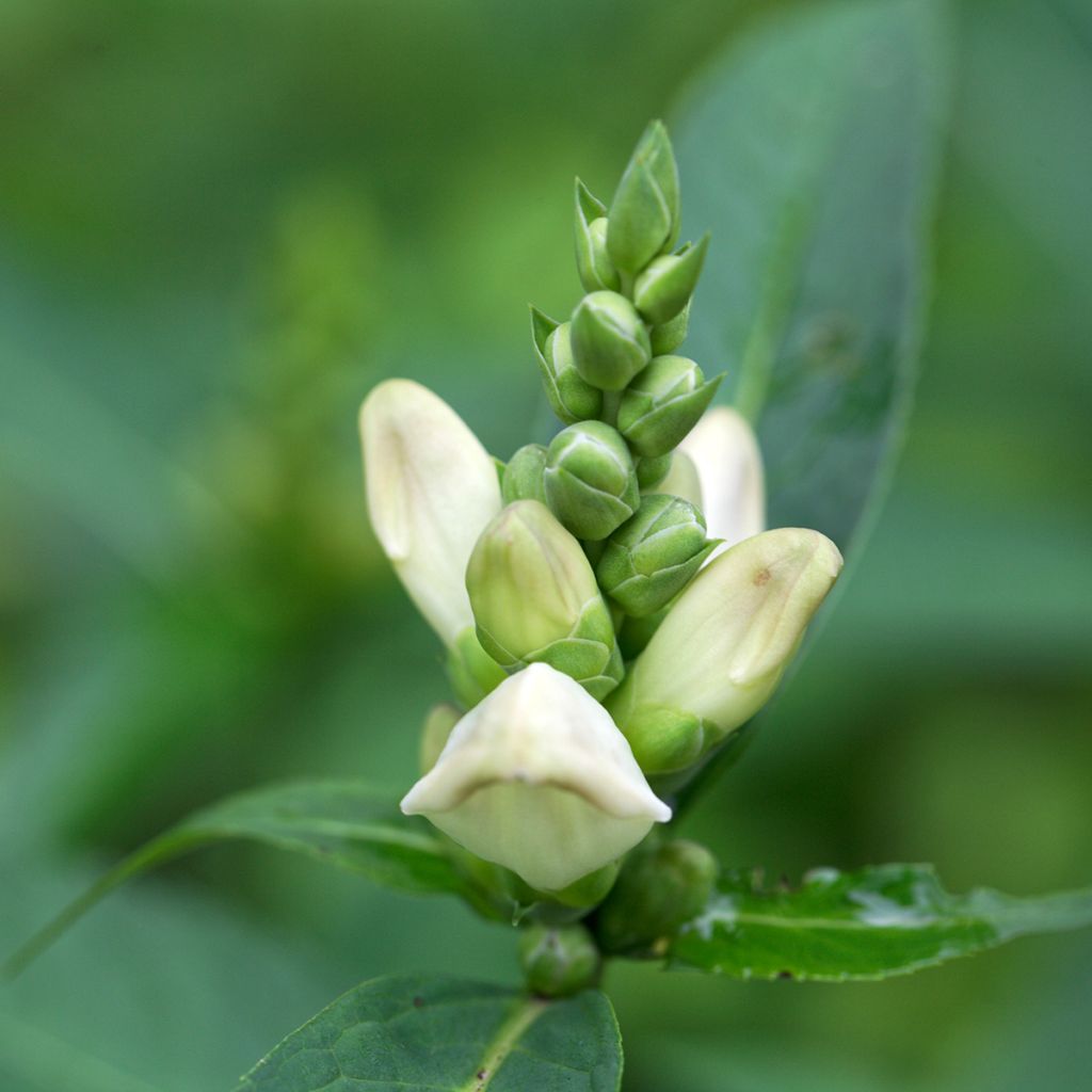 Chelone glabra - Cabeza de tortuga