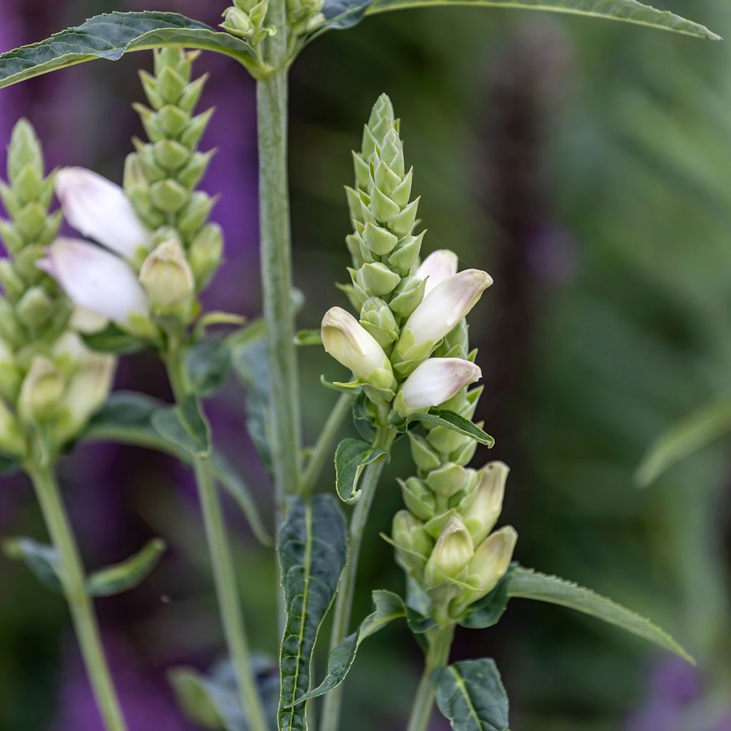 Chelone glabra - Cabeza de tortuga