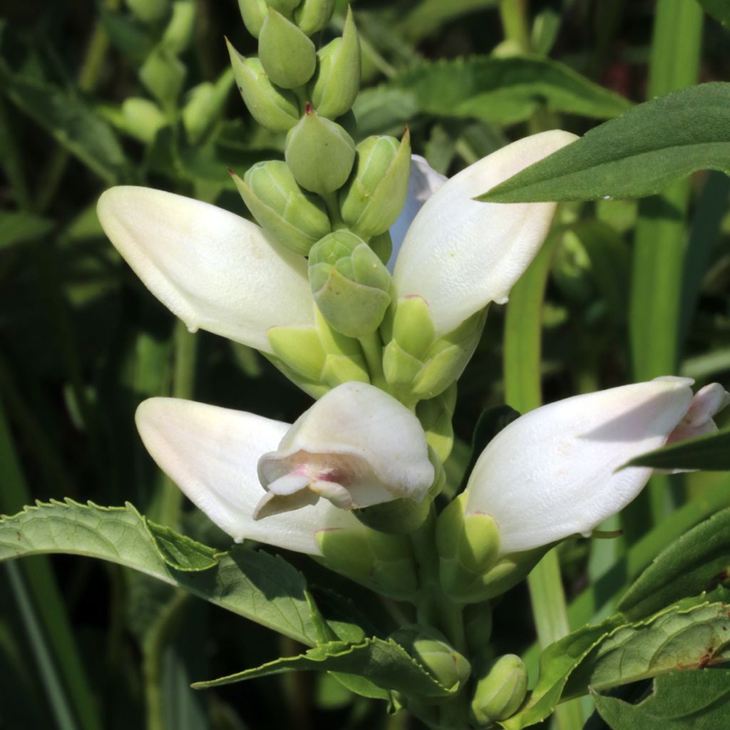 Chelone glabra - Cabeza de tortuga