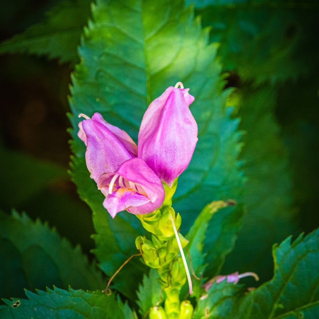 Chelone lyonii Hot Lips - Cabeza de tortuga