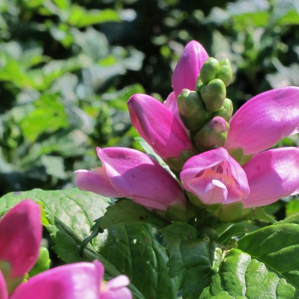 Chelone obliqua - Galane oblique