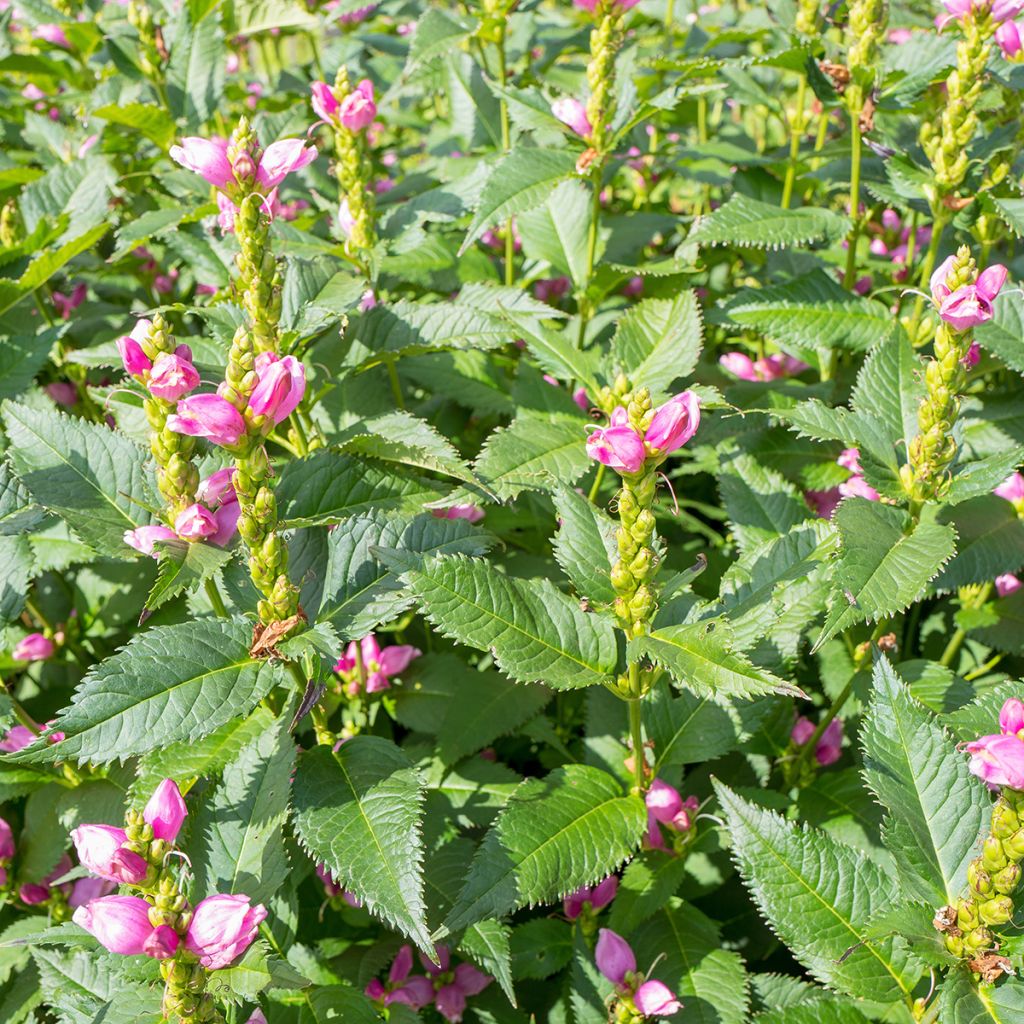 Chelone obliqua - Cabeza de tortuga