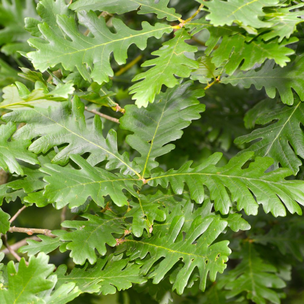 Roble de Hungría - Quercus frainetto