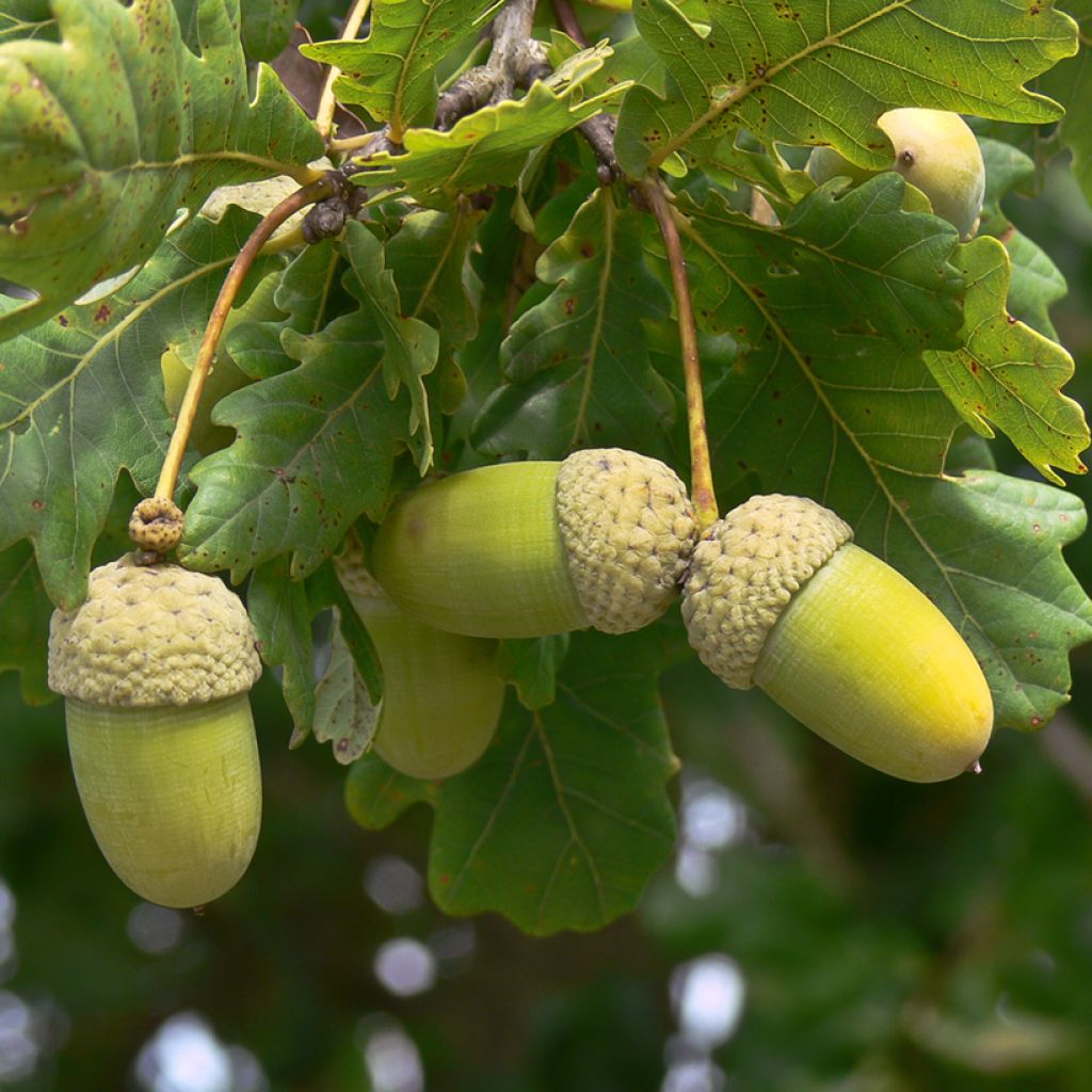 Roble de Hungría - Quercus frainetto