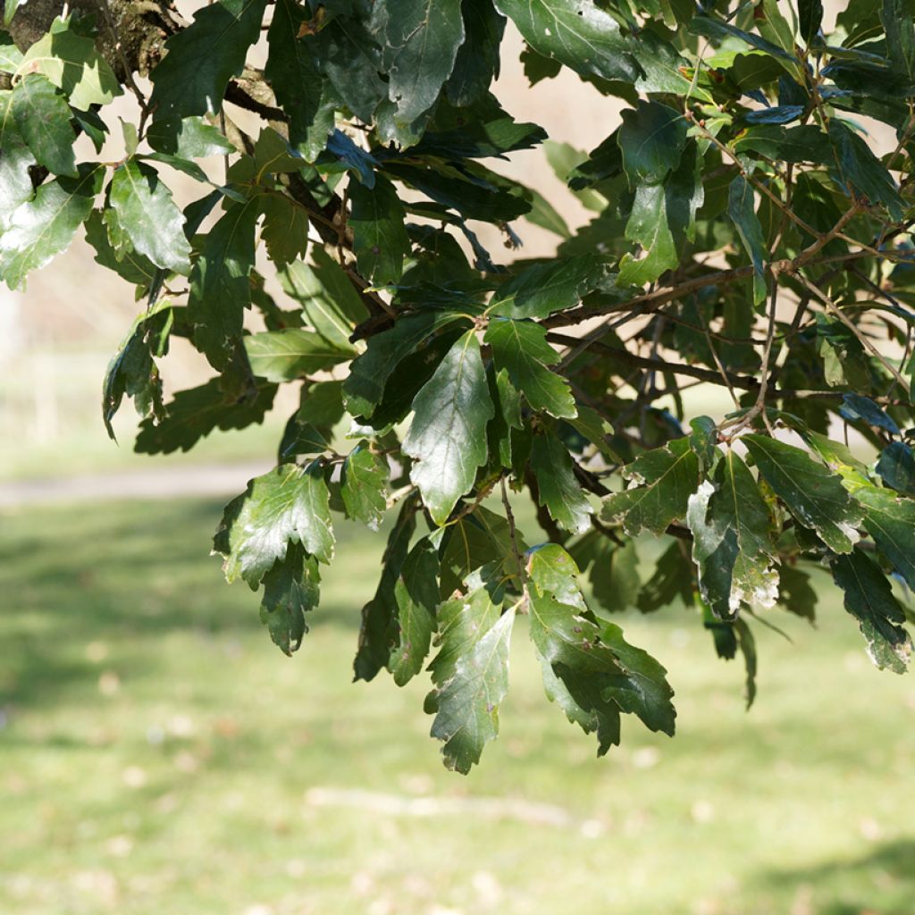 Quercus turneri var.pseudoturneri Spencer Turner