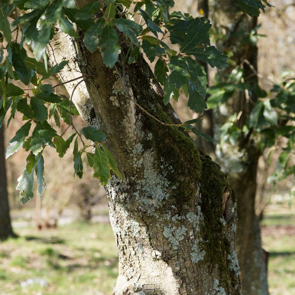 Quercus turneri var.pseudoturneri Spencer Turner