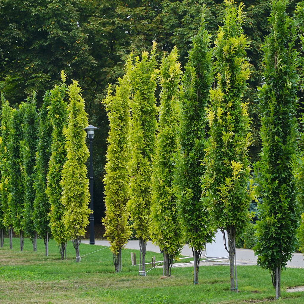 Quercus palustris Green Pillar - Roble de los pantanos