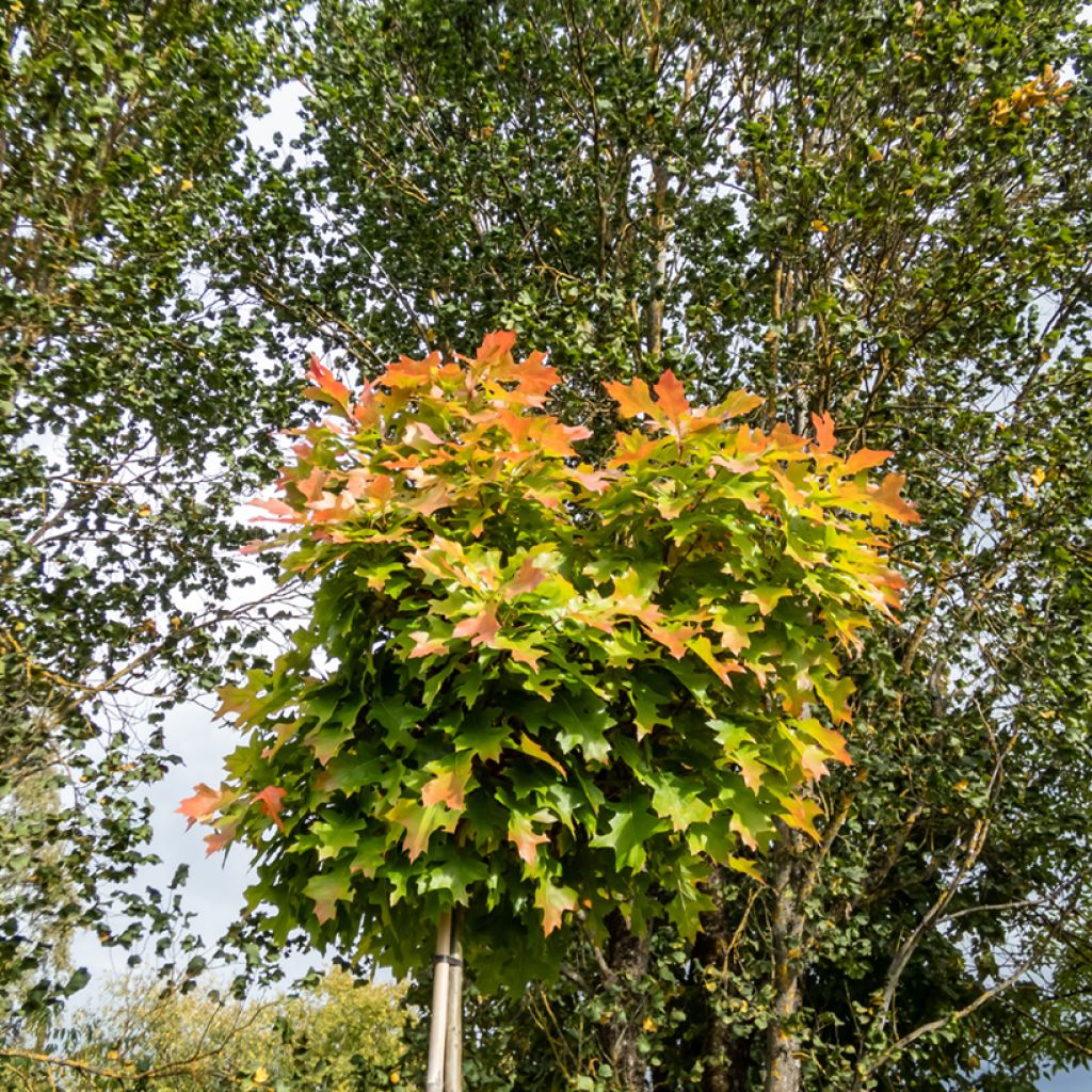 Quercus palustris Green Dwarf - Roble de los pantanos