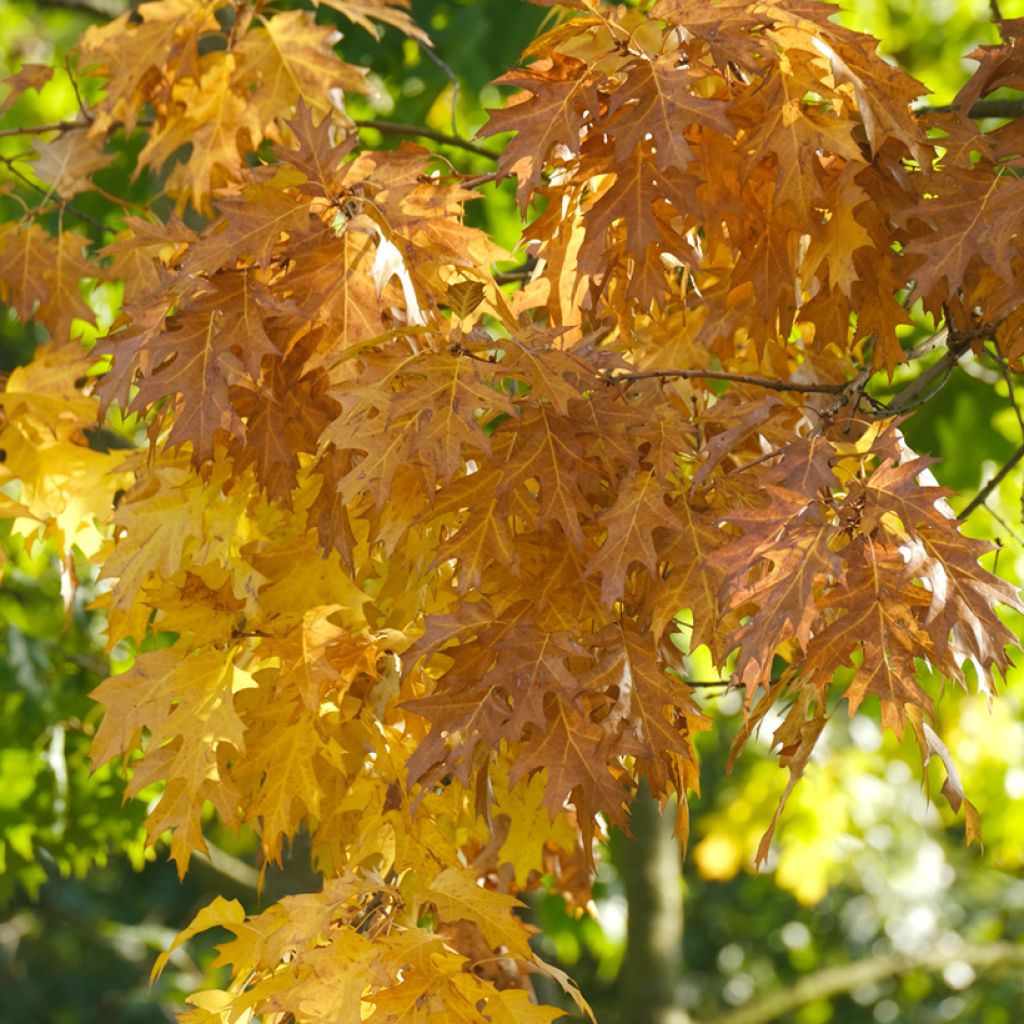 Roble de los pantanos - Quercus palustris