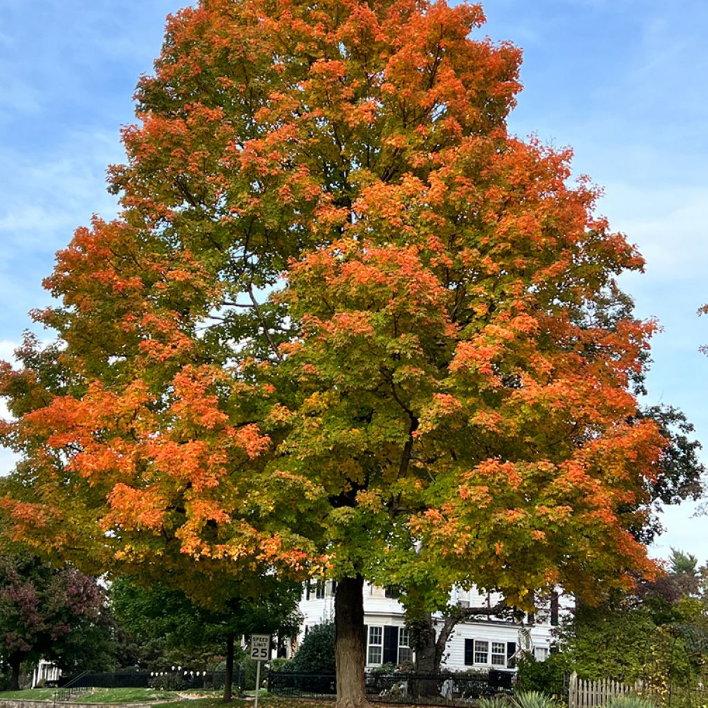 Roble de los pantanos - Quercus palustris