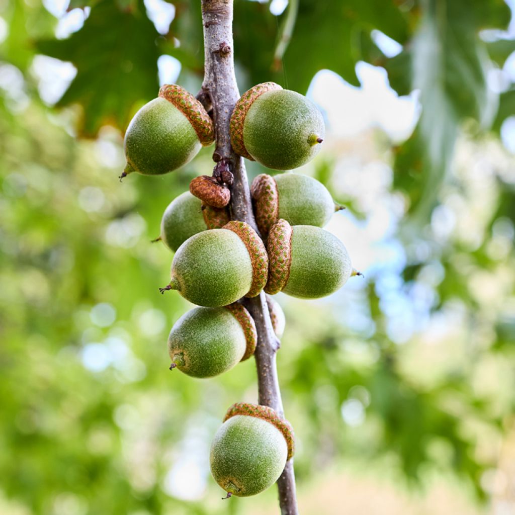 Roble de los pantanos - Quercus palustris