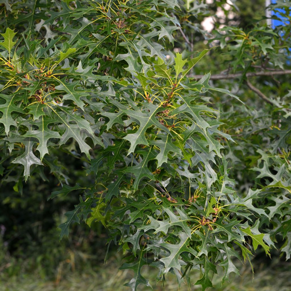 Roble de los pantanos - Quercus palustris