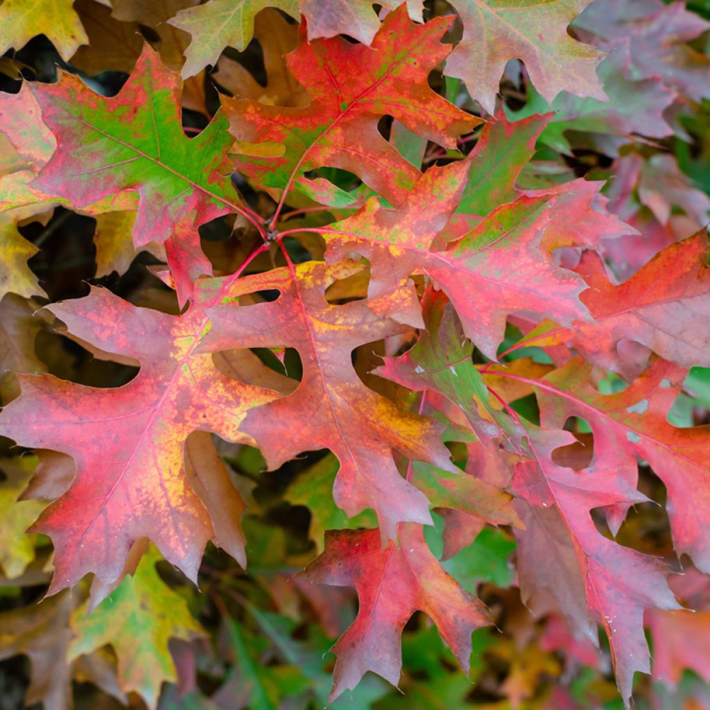 Quercus palustris Isabel - Roble de los pantanos