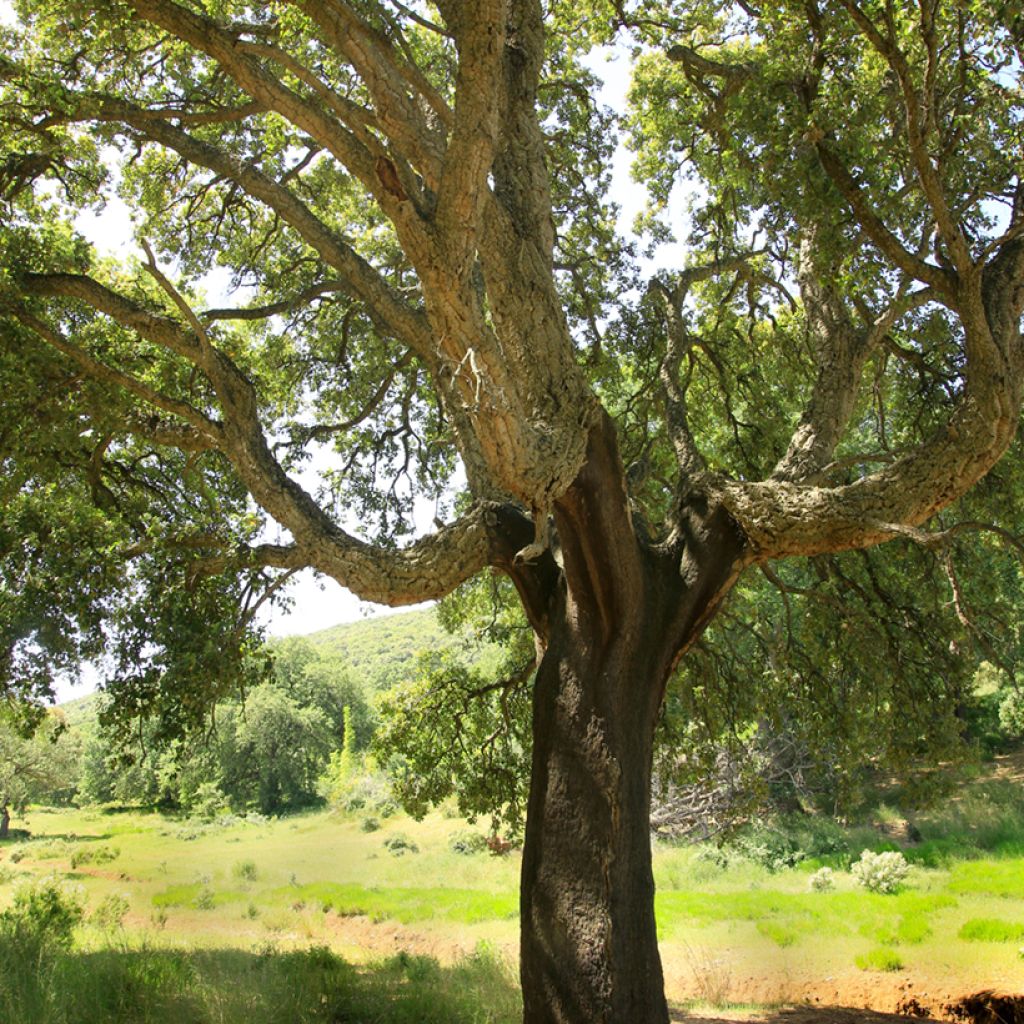 Quercus suber - Alcornoque