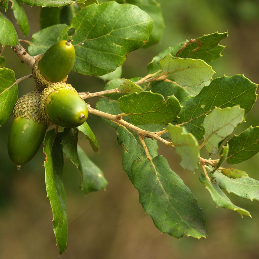 Quercus suber - Alcornoque