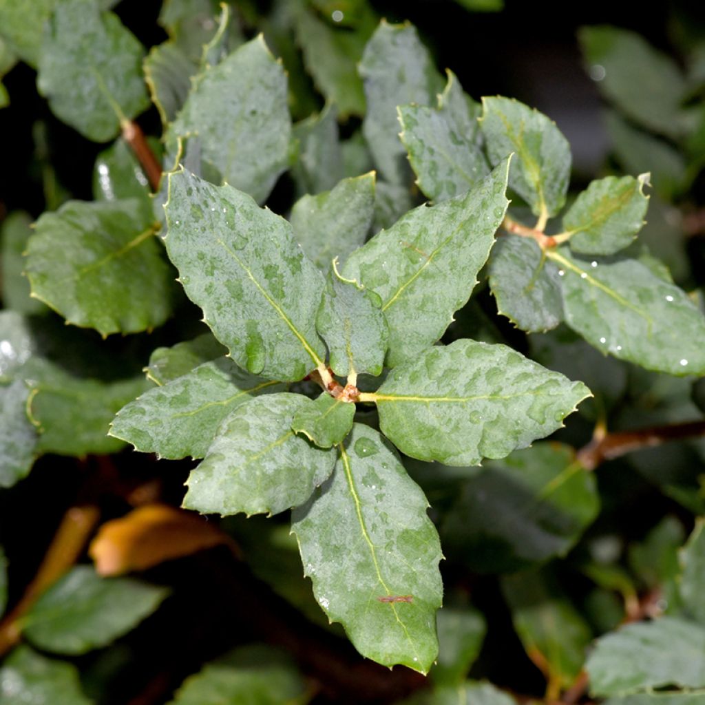 Quercus suber - Alcornoque