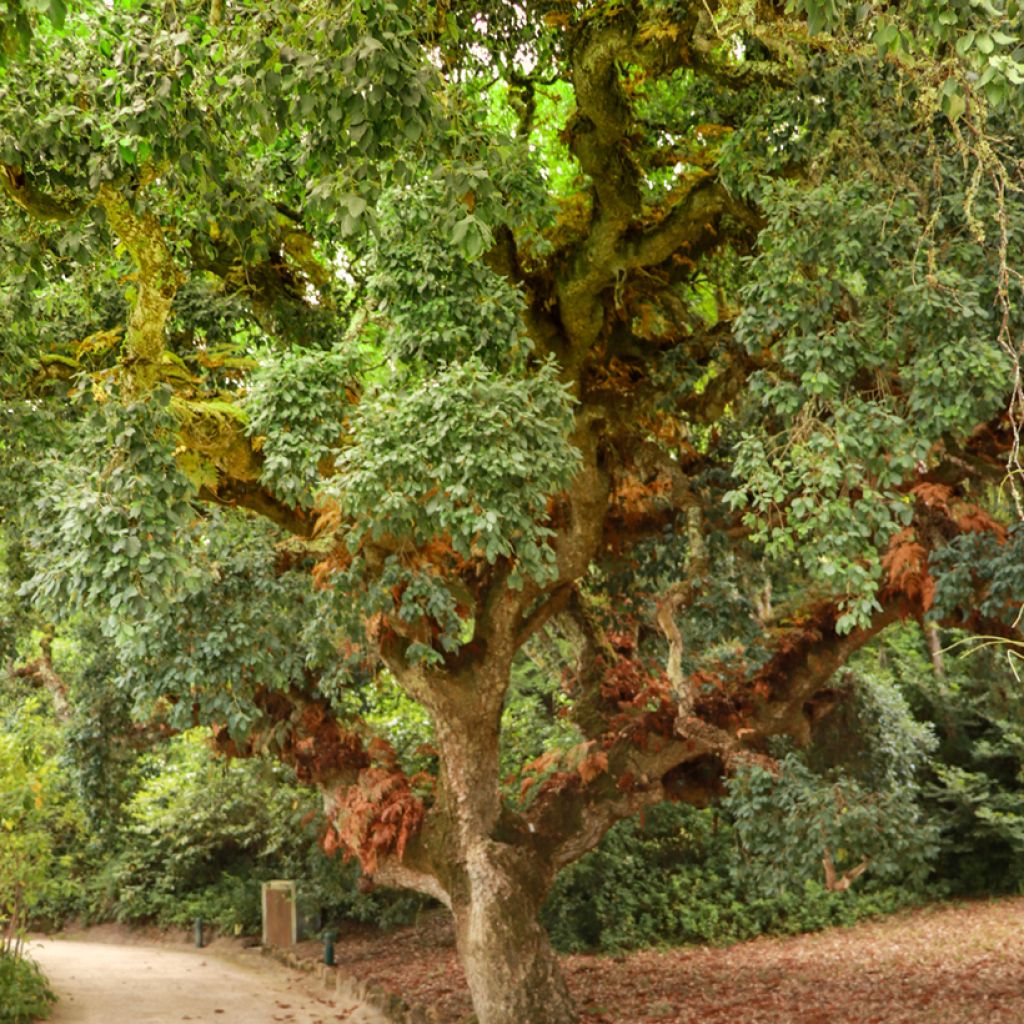 Quercus suber - Alcornoque