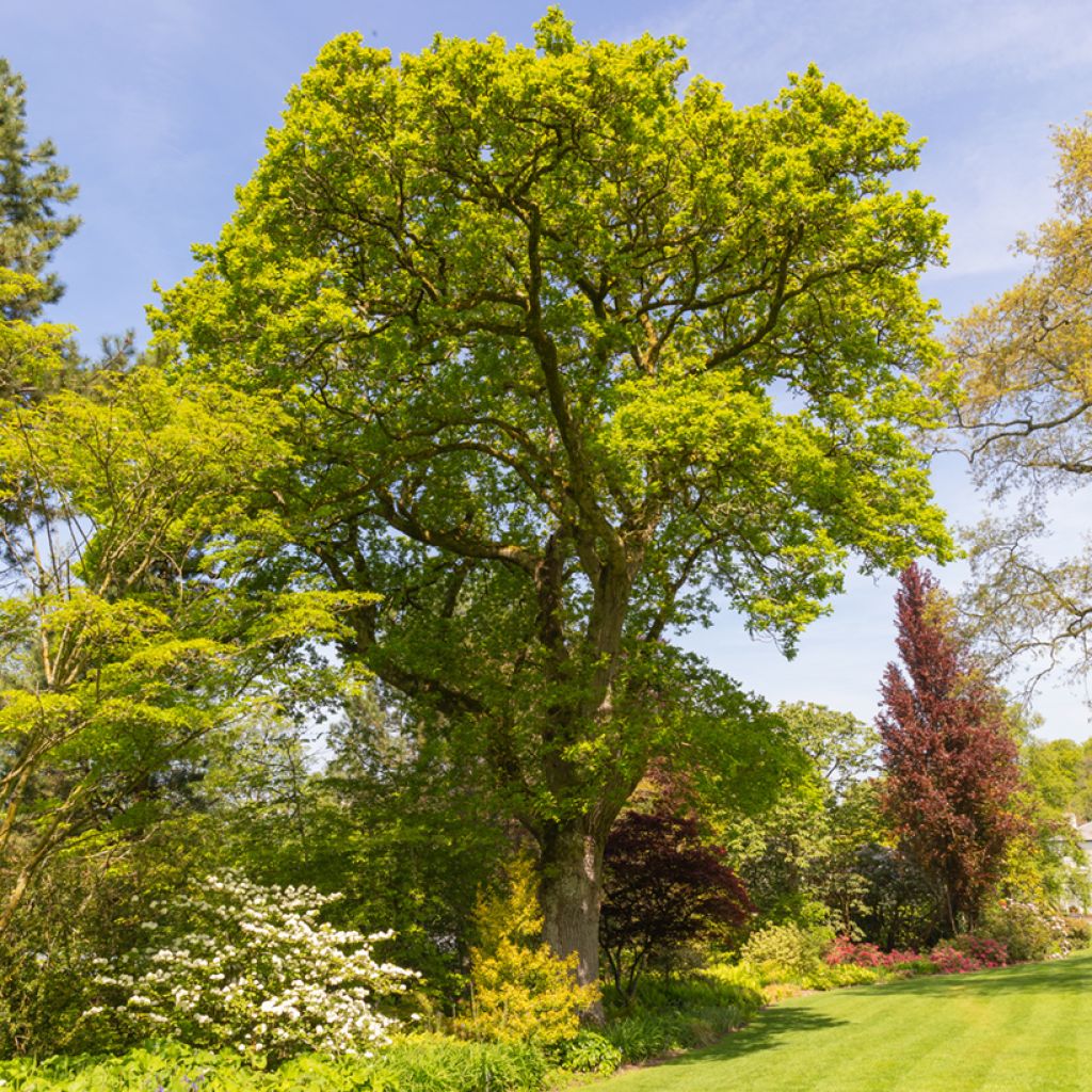 Roble común - Quercus robur