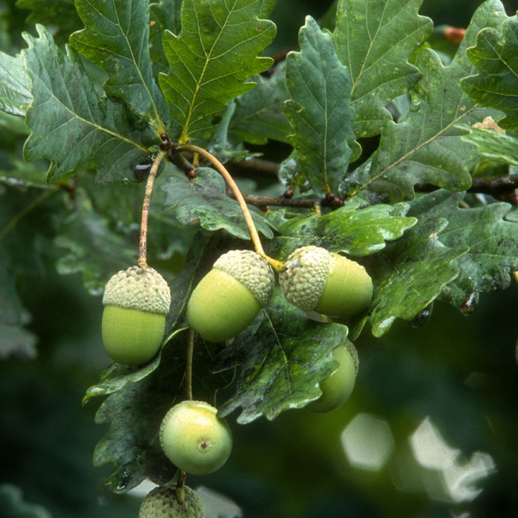 Roble común - Quercus robur