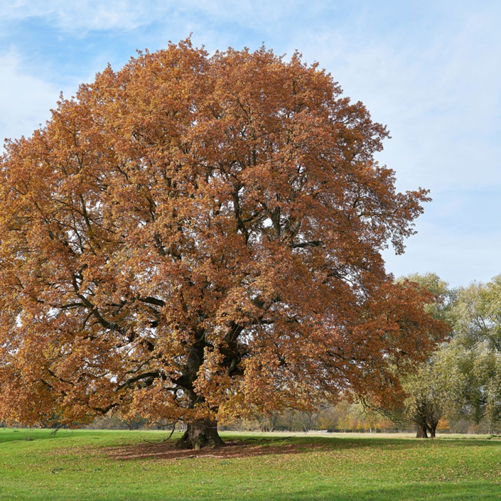 Roble común - Quercus robur